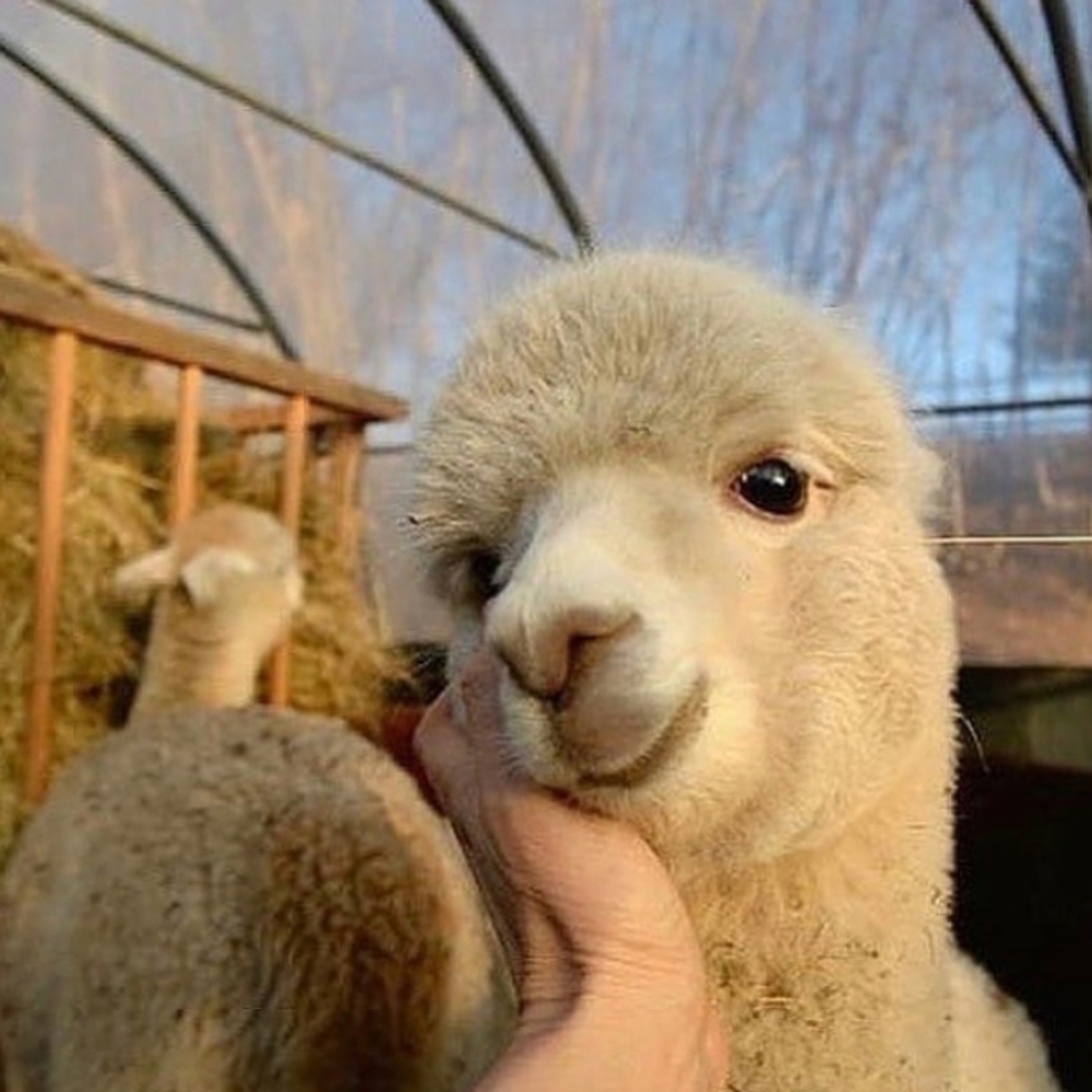 Meet your Posher, Marie